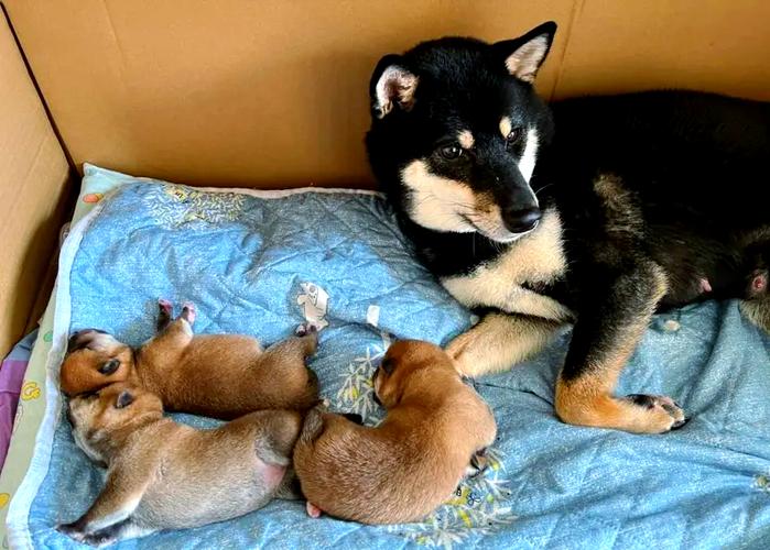 狗狗恶露不尽一招搞定