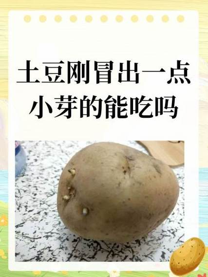 土豆冒了一点小芽能吃吗
