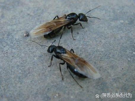 跟蚂蚁很像的虫子纯黑很难按死