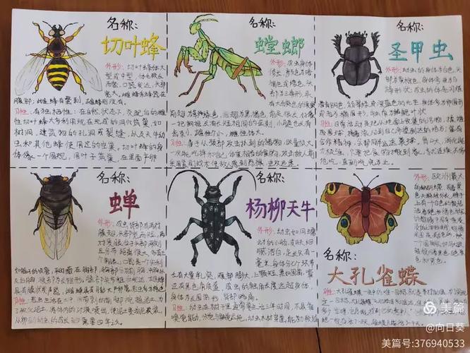 昆虫记昆虫名单
