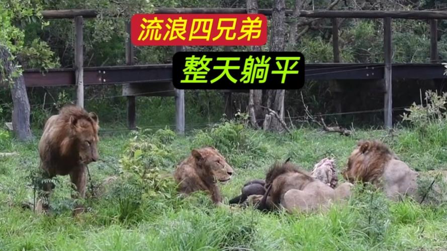 狒狒来玩躺平发育