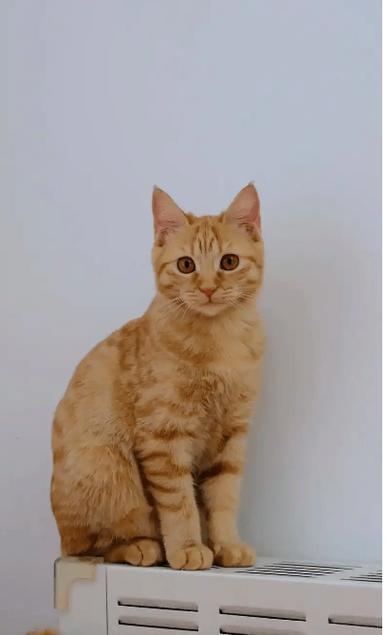 母猫找小猫叫声