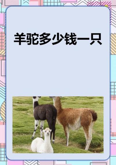 羊驼价格2025价目表