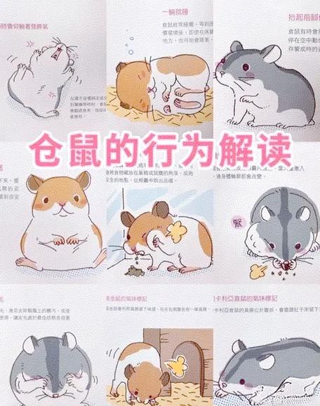仓鼠综合征库漫画