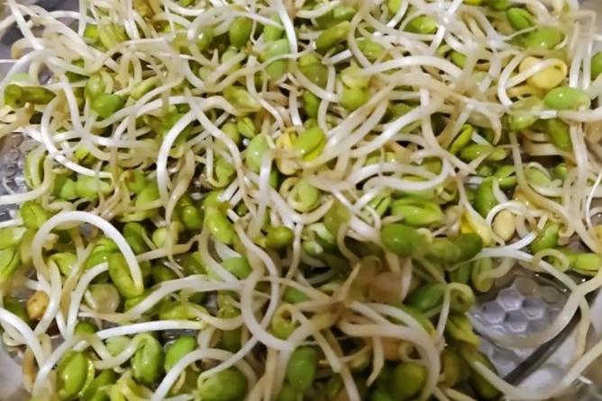 青豌豆放冰箱发芽了还能吃吗