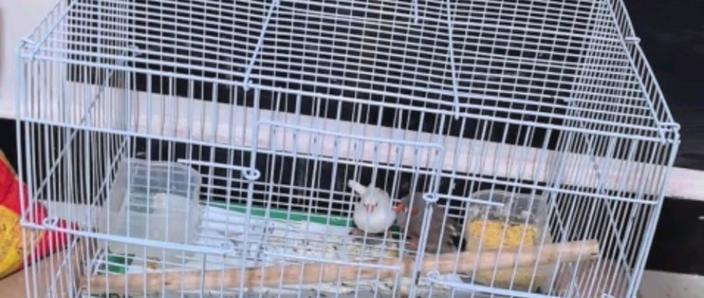 鹦鹉最忌三种笼子