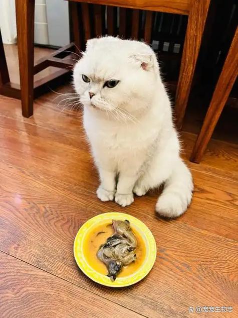 猫喉咙卡住一招搞定