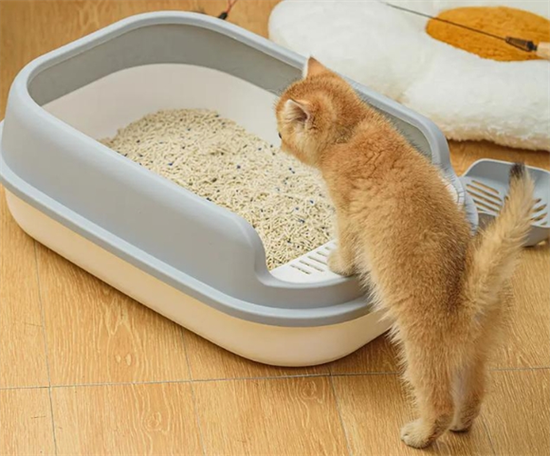 猫换猫砂盆会适应吗