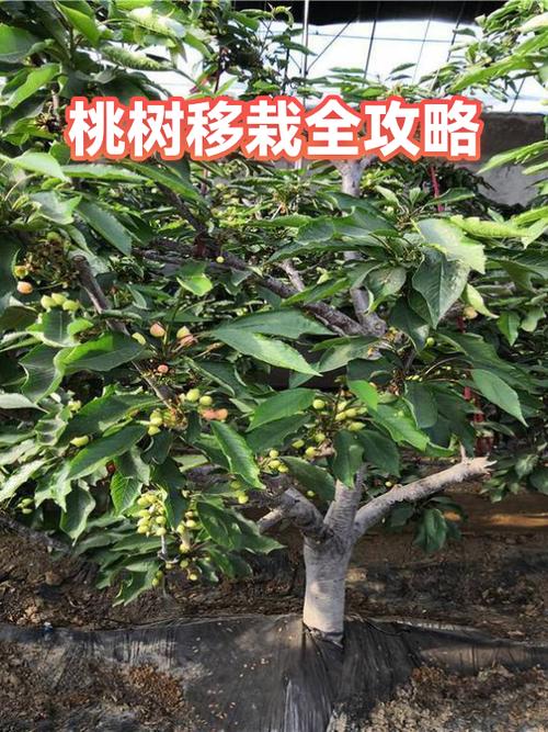 桃树移栽