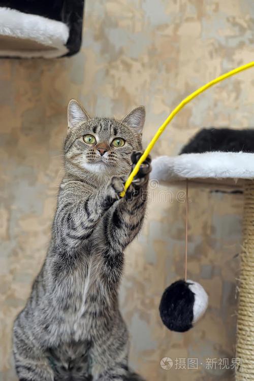 猫咪喜欢玩躲猫猫的游戏吗