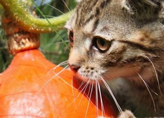 猫咪为啥喜欢吃蒸南瓜