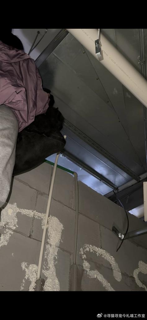 家住17楼猫丢了还能找回来吗