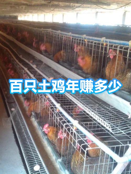 养100只土鸡能赚多少