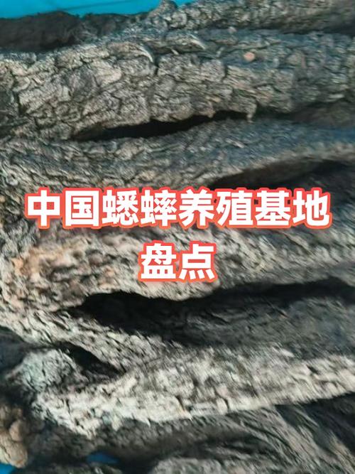 蟋蟀养殖是国家扶持项目吗