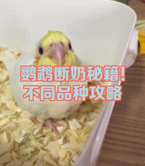 鹦鹉断奶最忌三个东西