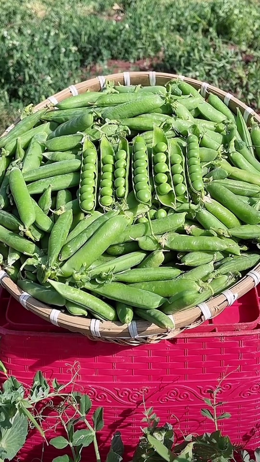 剥豌豆技巧