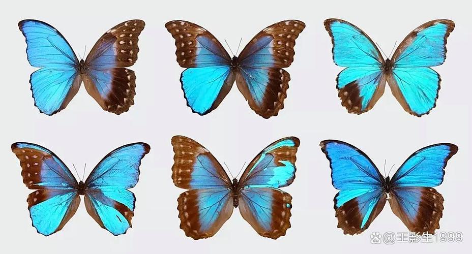 蝴蝶是昆虫吗为什么