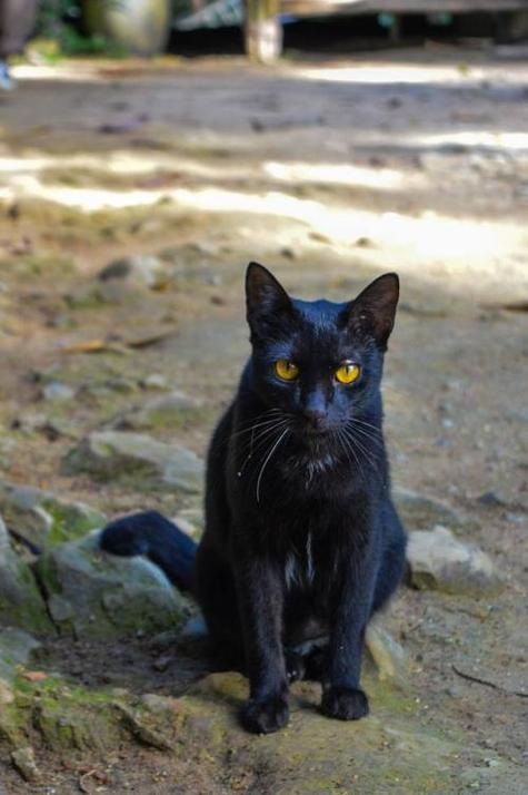 黑猫镇宅吗
