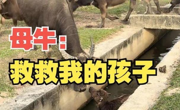 小牛丢了怎么找回来