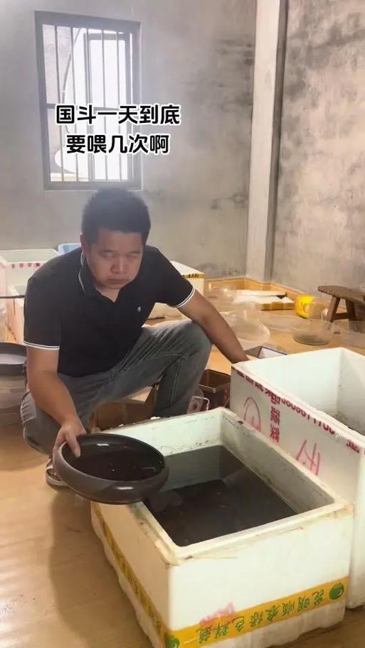 斗鱼几天喂一次
