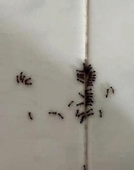 带翅膀的蚂蚁怎么消灭