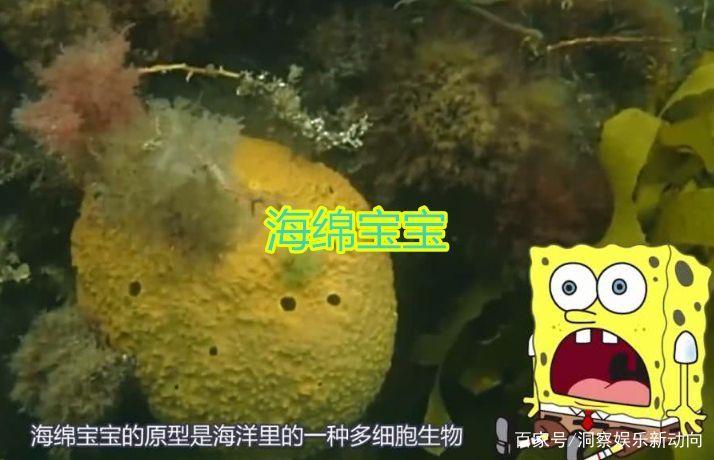 海绵宝宝是真的生物吗