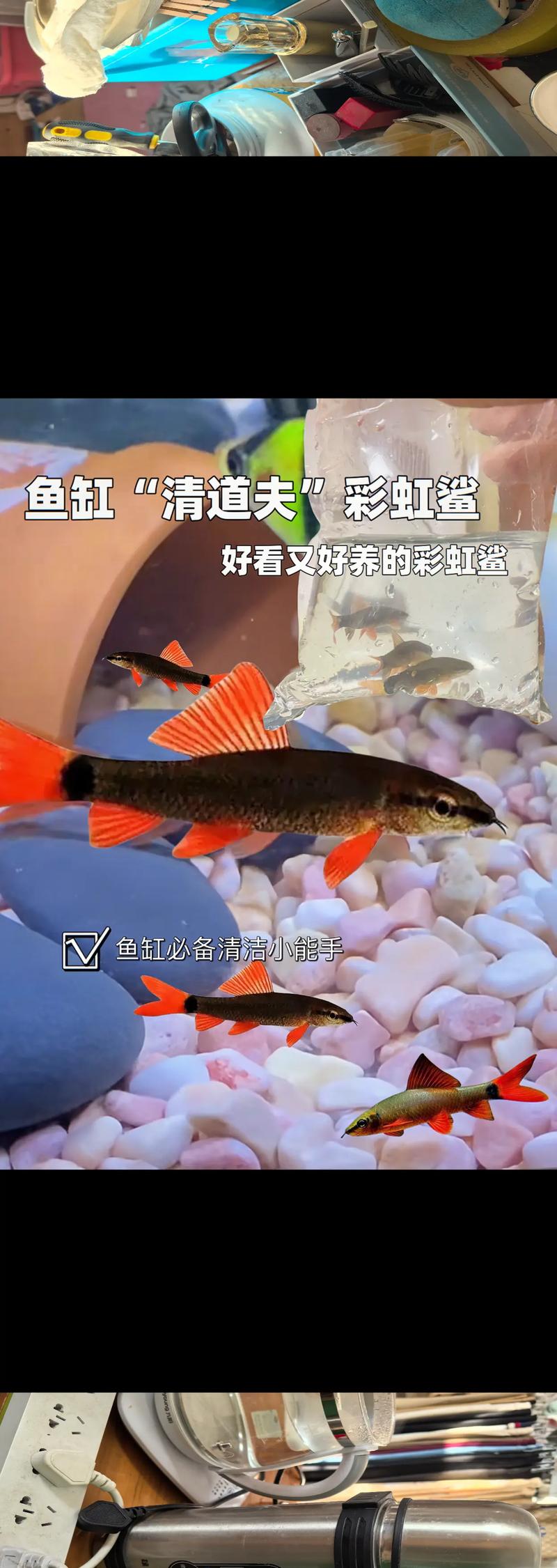 鲨鱼怎么处理干净