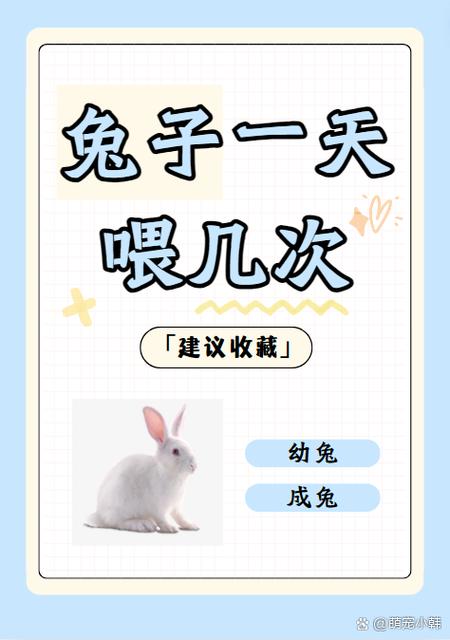 兔子吃啥会死亡快