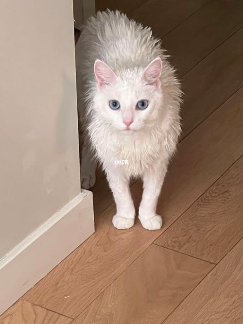 刺猬猫