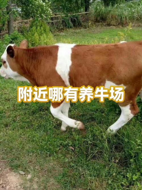 附近养牛场联系方式