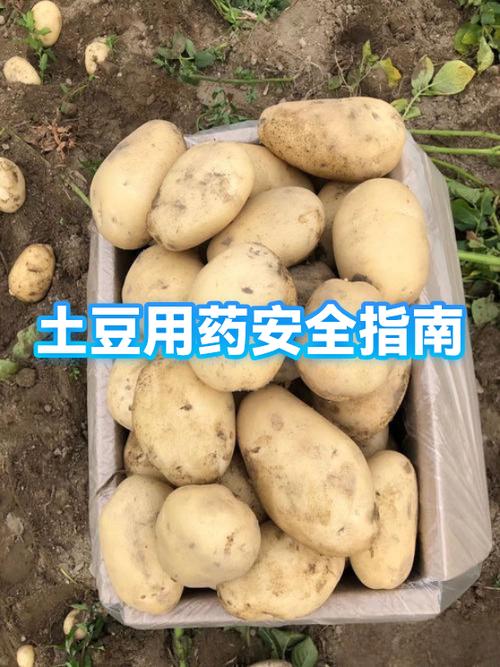 土豆轻微发芽可以吃吗