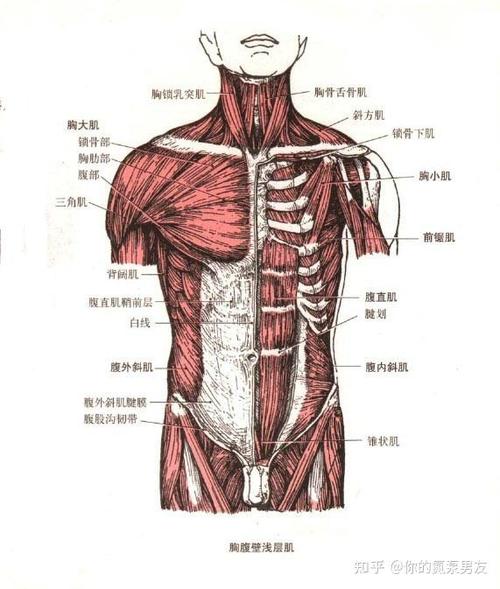 胸肌腹肌p图软件