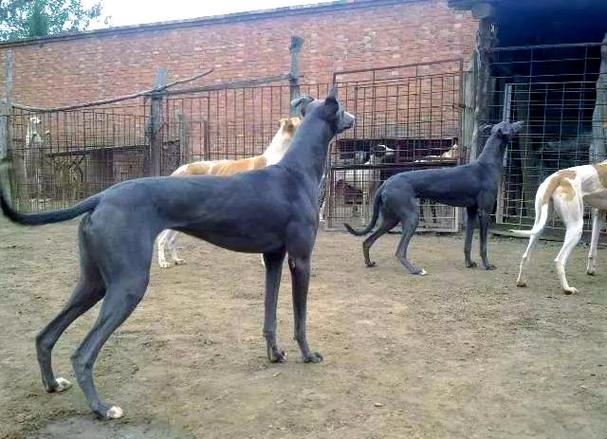 格力犬的特点