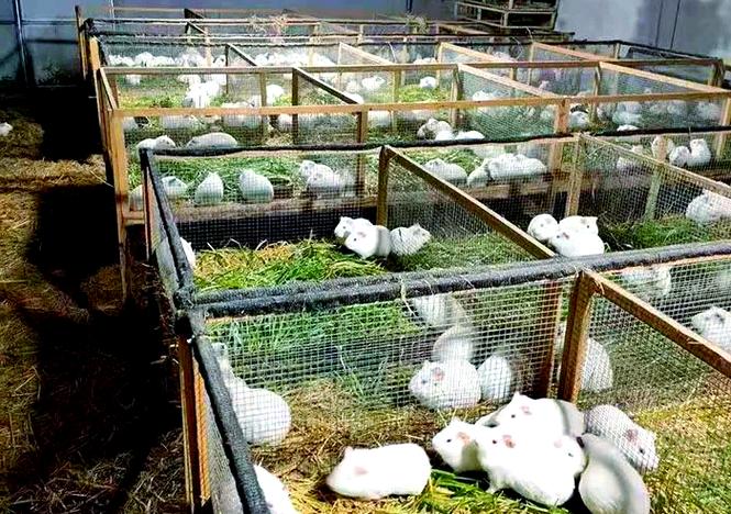 荷兰猪养殖场