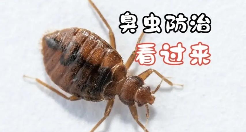 如何驱赶臭屁虫