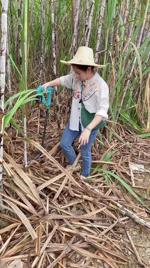 砍甘蔗短视频