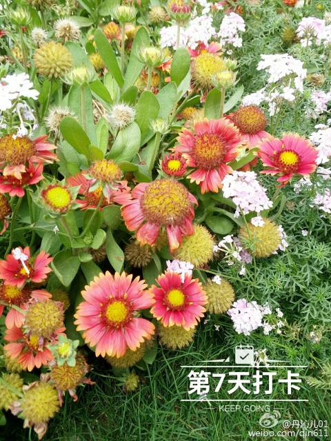 花沁社区类似