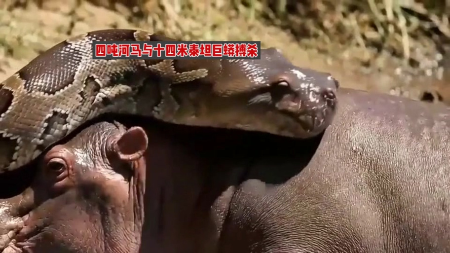 泰坦巨蟒对战泰坦巨蟒