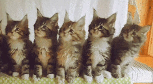 猫摇头表情包gif