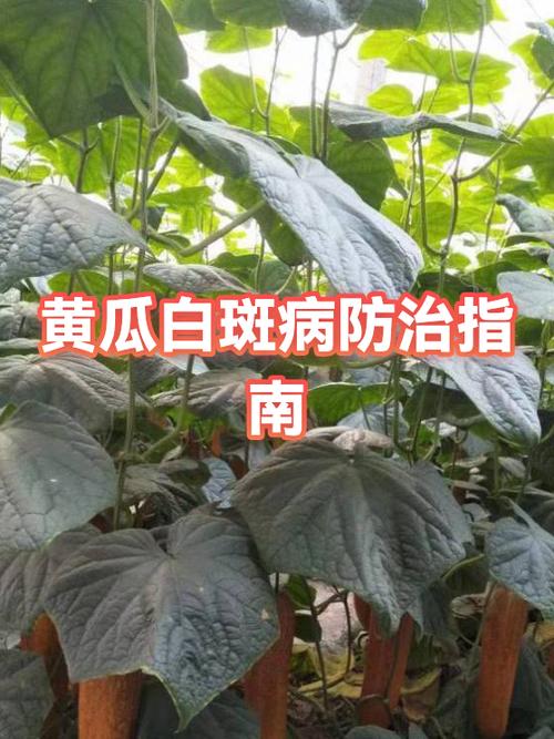 中国十大白斑医院排名