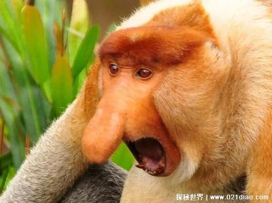 猴子最怕的是什么东西
