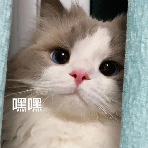 QQ表情包猫