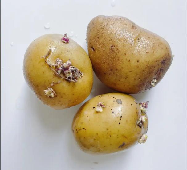 刚发芽的土豆能吃吗吃