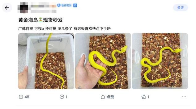 宠物蛇在哪里买,网购