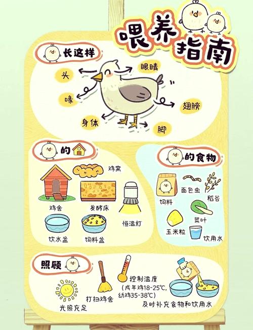 芦丁鸡一天喂几顿