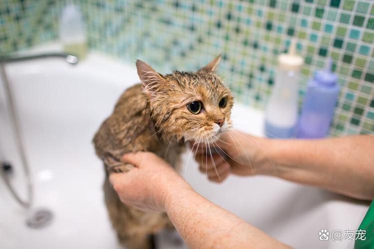 宠物医院能给猫洗澡吗