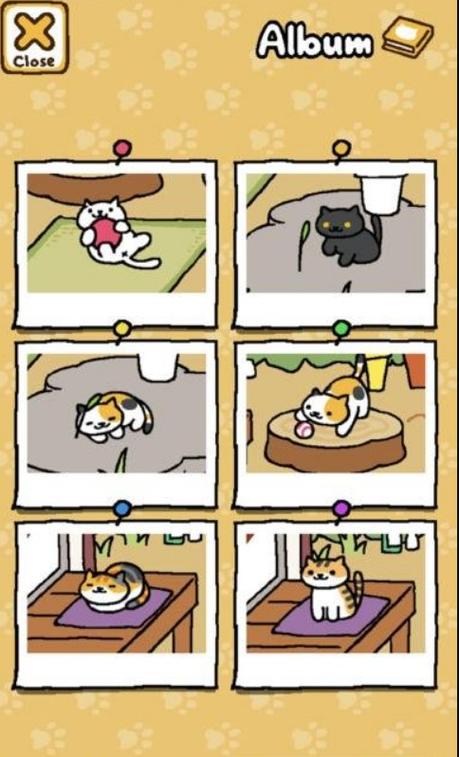 猫咪后院出现人喂猫