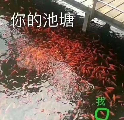 鱼塘被你承包了表情