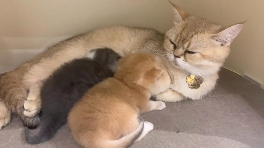 猫妈妈叫小猫过来的声音