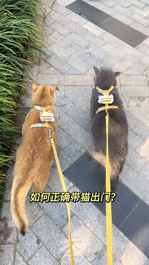 一般的绳子怎么拴猫
